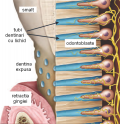 Tratamentul hiperesteziei si a hipersensibilitatii dentinare